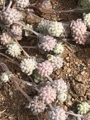 Psilocarphus brevissimus