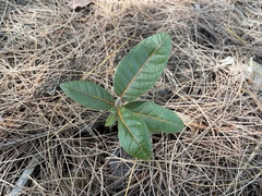 Cordia rickseckeri