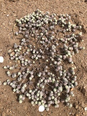 Psilocarphus brevissimus