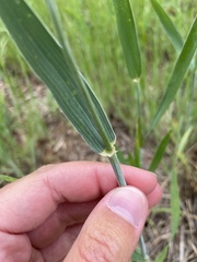 Triticum aestivum