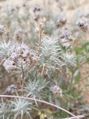 Eriastrum densifolium