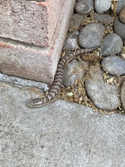 Elgaria multicarinata multicarinata