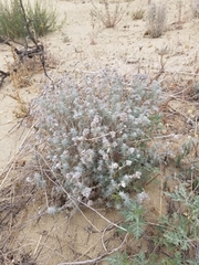 Eriastrum densifolium