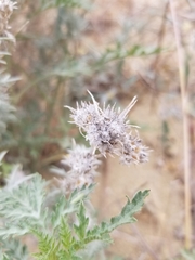 Eriastrum densifolium