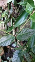 Spigelia humboldtiana