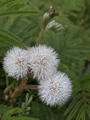 Mimosoideae