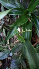Spigelia humboldtiana