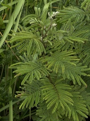 Mimosoideae