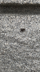 Salticus scenicus