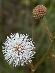 Mimosoideae