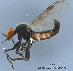 Bibiodes halteralis