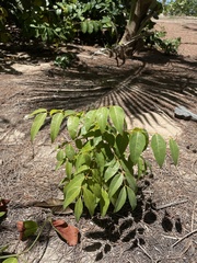 Libidibia monosperma