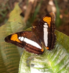 Adelpha serpa