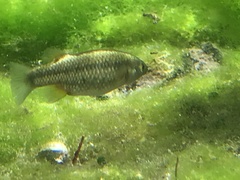 Crenichthys baileyi moapae