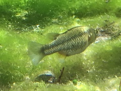 Crenichthys baileyi moapae