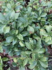 Pachysandra