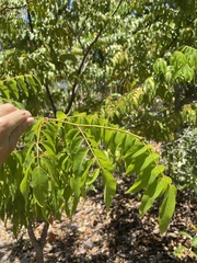 Libidibia monosperma