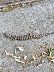 Elgaria multicarinata multicarinata