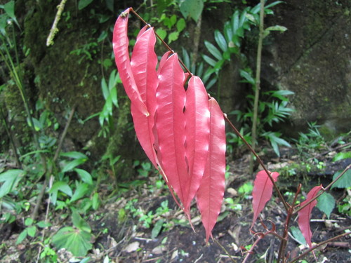Alfaroa mexicana