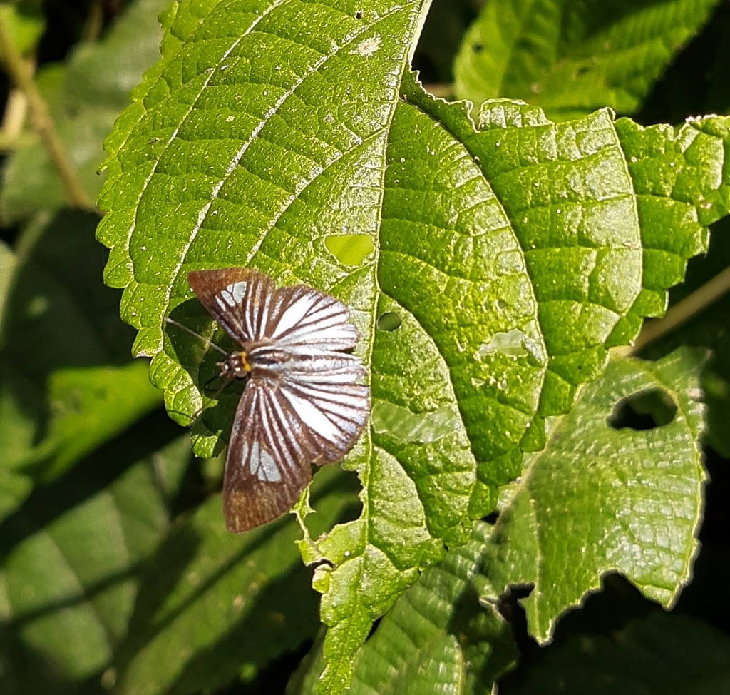 Pythonides lancea
