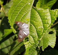 Pythonides lancea