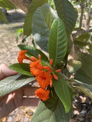 Cordia rickseckeri