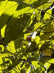 Tithorea harmonia caissara