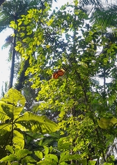 Tithorea harmonia caissara