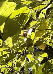 Tithorea harmonia caissara