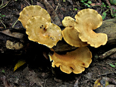 Favolus fuscolineatus