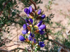 Psorothamnus arborescens