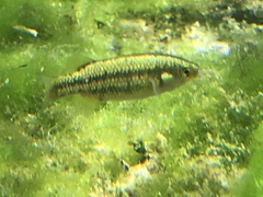 Crenichthys baileyi moapae