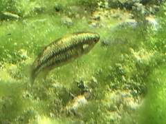 Crenichthys baileyi moapae