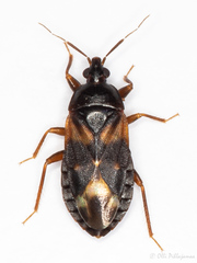 Lyctocoris dimidiatus