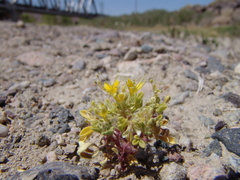 Cleomella obtusifolia