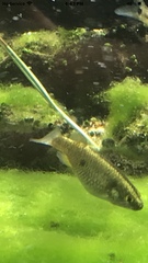 Crenichthys baileyi moapae