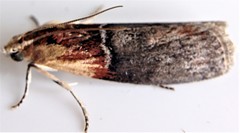 Sciota basilaris