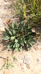 Limonium ramosissimum