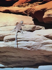 Urosaurus ornatus wrighti