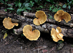 Favolus fuscolineatus