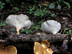 Favolus fuscolineatus