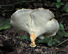 Favolus fuscolineatus