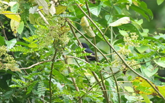 Cyanoloxia cyanoides