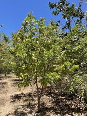 Libidibia monosperma