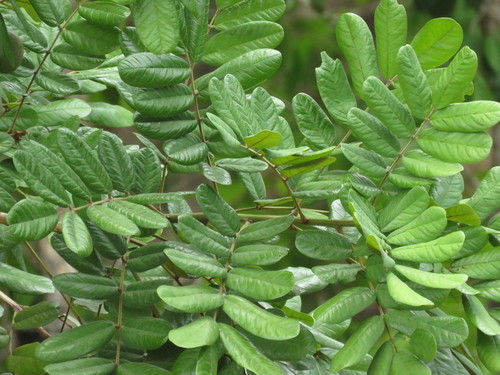 Andira galeottiana