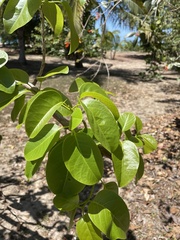 Pisonia subcordata