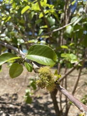 Pisonia subcordata