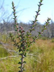 Epacris gunnii