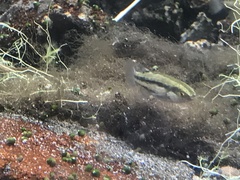 Crenichthys baileyi moapae