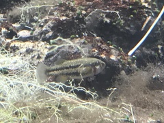 Crenichthys baileyi moapae